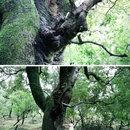 梅花山景区 - 南京市旅游 缩略图 9