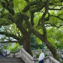 祖庙 - 佛山旅游 缩略图 2
