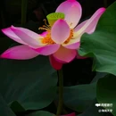 王莽千亩荷花 - 西安市旅游 缩略图 4