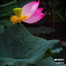 王莽千亩荷花 - 西安市旅游 缩略图 5