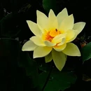 王莽千亩荷花 - 西安市旅游 缩略图 3