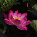 王莽千亩荷花 - 西安市旅游 缩略图 8
