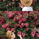 湖南省森林植物园 - 长沙市旅游 缩略图 3