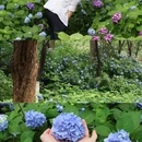 湖南省森林植物园 - 长沙市旅游 缩略图 6