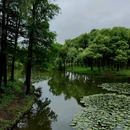 罗泾水源涵养林 - 上海市旅游 缩略图 2