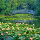 合肥植物园 - 合肥市旅游 缩略图 6