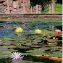 合肥植物园 - 合肥市旅游 缩略图 7