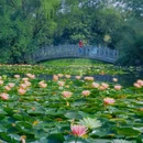 合肥植物园 - 合肥市旅游 缩略图 9