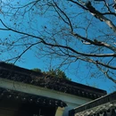 杭州西子湖四季酒店 - 杭州市旅游 缩略图 4
