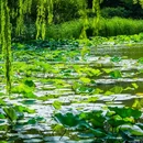 北京紫竹院公园 - 北京市旅游 缩略图 4