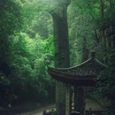 虎跑公园 - 杭州市旅游 缩略图 5