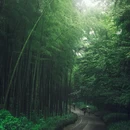 虎跑公园 - 杭州市旅游 缩略图 9