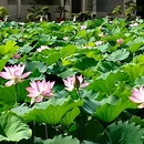 资政大夫祠 - 广州市旅游 缩略图 2