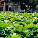 资政大夫祠 - 广州市旅游 缩略图 3