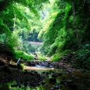 川西竹海 - 乐山市旅游 缩略图 2