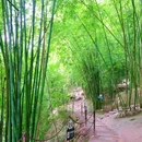 川西竹海 - 乐山市旅游 缩略图 9