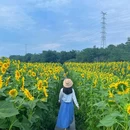 汪家湾花海 - 成都市旅游 缩略图 3