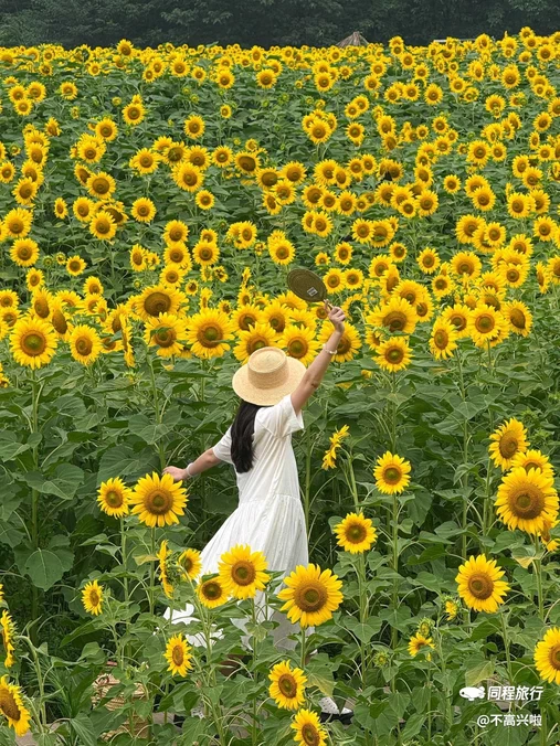 汪家湾花海 - 成都市旅游