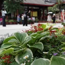 大慈寺 - 成都市旅游 缩略图 6
