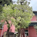 白瀑寺 - 北京市旅游 缩略图 9