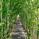 南京夫子庙 - 南京市旅游 缩略图 6