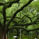 中山大学(广州校区南校园) - 广州市旅游 缩略图 8