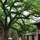 中山大学(广州校区南校园) - 广州市旅游 缩略图 2