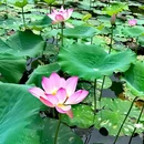 南海文化公园 - 佛山市旅游 缩略图 7
