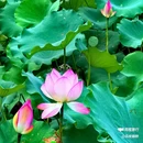 南海文化公园 - 佛山市旅游 缩略图 6