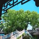 锦溪古镇 - 苏州市旅游 缩略图 2