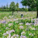 渔江路 - 成都市旅游 缩略图 3