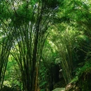 康道 - 成都市旅游 缩略图 8
