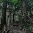 大树王国 - 杭州市旅游 缩略图 4