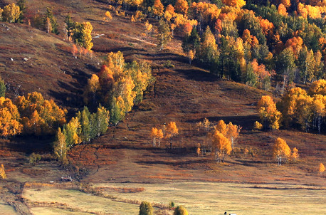8天7晚·乌鲁木齐+阿勒泰地区+喀纳斯+禾木+赛里木湖跟团游