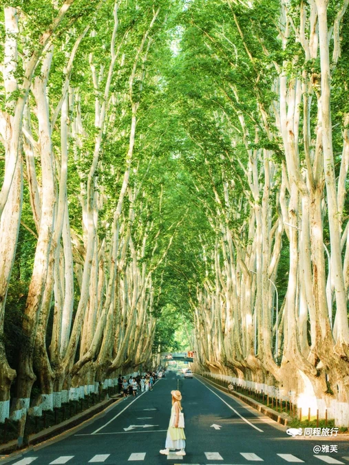 梧桐大道九号 - 南京市旅游