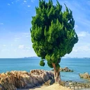 小麦岛公园 - 青岛市旅游 缩略图 9