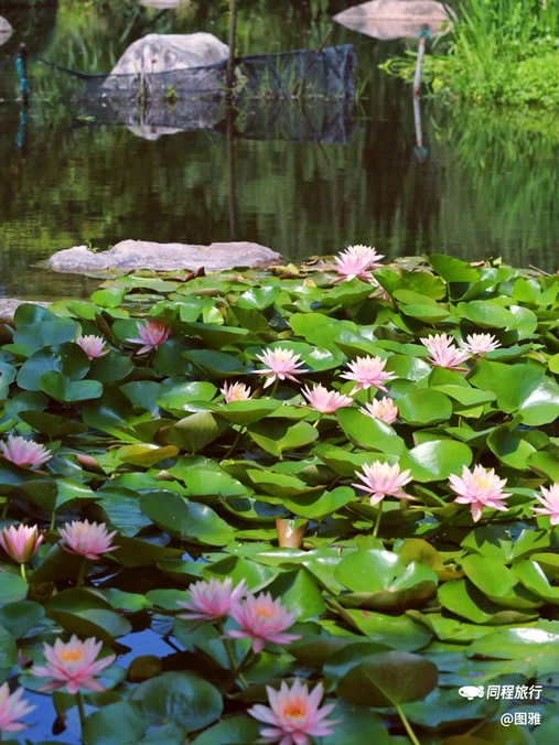 莫奈花园农庄 - 海东市旅游