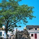 锦溪古镇 - 苏州市旅游 缩略图 8