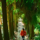 蒙顶山风景名胜区 - 雅安市旅游 缩略图 4