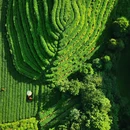 蒙顶山风景名胜区 - 雅安市旅游 缩略图 5