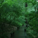 云栖竹径 - 杭州市旅游 缩略图 5