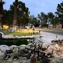 美国佛罗里达州萨拉索塔县 - 其他旅游 缩略图 9
