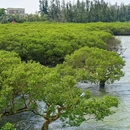 特呈岛 - 湛江市旅游 缩略图 5