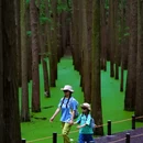 青山湖水上森林 - 杭州市旅游 缩略图 5