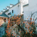 塔川景区 - 黄山市旅游 缩略图 5