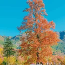塔川景区 - 黄山市旅游 缩略图 3