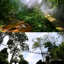 西双版纳热带雨林国家公园望天树景区 - 西双版纳傣族自治州旅游 缩略图 3