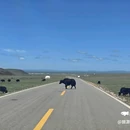 若尔盖大草原 - 阿坝藏族羌族自治州旅游 缩略图 5
