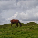南山牧场 - 邵阳市旅游 缩略图 5