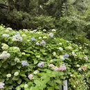庐山原墅侠隐别墅 - 九江市旅游 缩略图 4